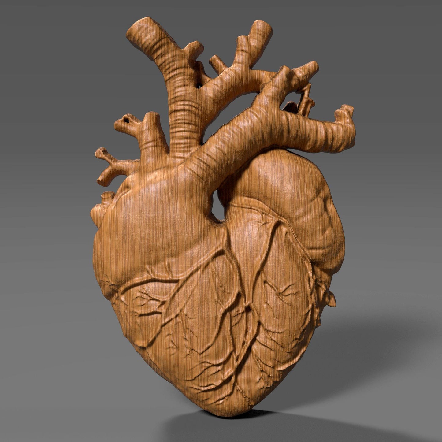 Highly detailed wooden anatomical heart bas relief sculpture showing realistic human heart anatomy with visible vessels and organic surface texture. The 3D carved heart features deep relief depth, natural wood grain, and accurate medical form, designed for CNC carving, 3D printing, or scientific wall decor. Ideal for medical art, anatomy study, and modern interior decoration.